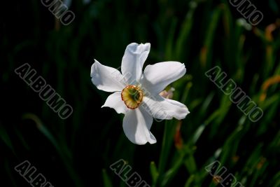 Flower narcissus.