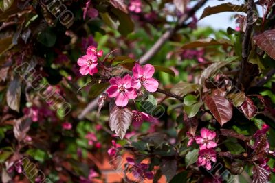 Pink flowers of an Apple tree.