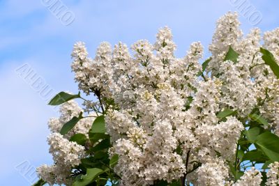 Lilac flowers on blue.