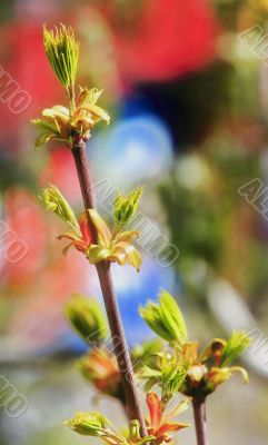 beautiful plants