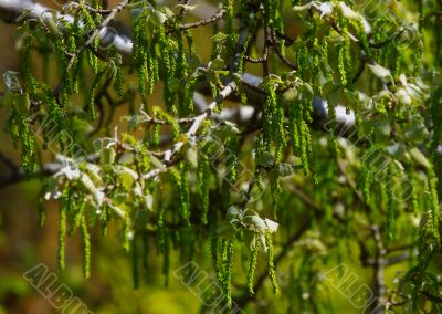 beautiful plants