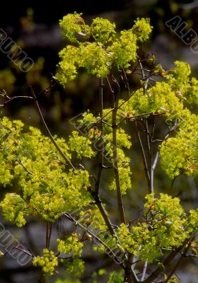 beautiful plants