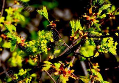 beautiful plants