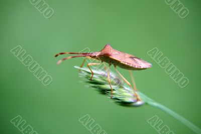 Red bug Red bug