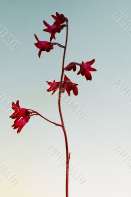 Heuchera