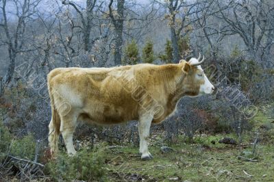 Brown cow in a praire