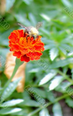 bee on a flower