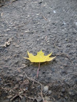 Yellow fallen leaf and green grass on the autumn forest ground