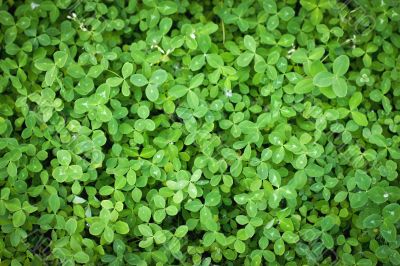 A carpet of clover