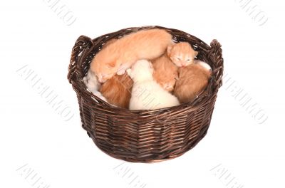 Newborn orange and white kittens in a basket.