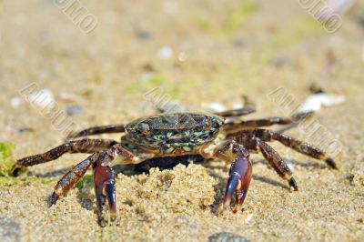 natural crab on the sand against the sea at beach