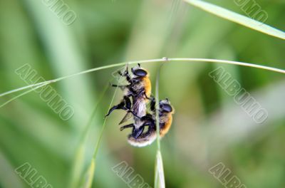 Copulating hover flies 