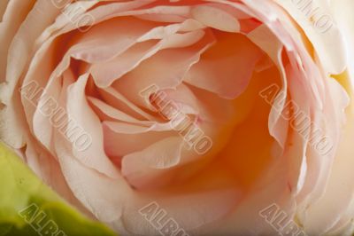 Rose Rose