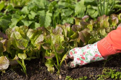 Planting salad seedlings