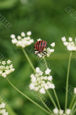 Graphosoma lineatum