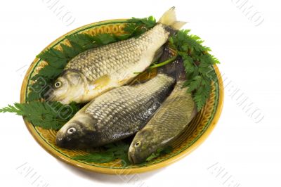 Three carp on ceramic dish and greens