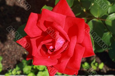 Scarlet beautiful blossoming rose against the green of the leave