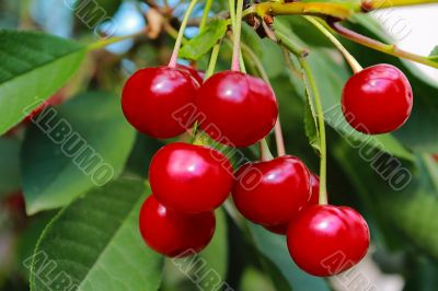 Ripe cherries on a tree branch