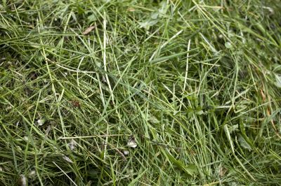 Fresh cut green grass texture
