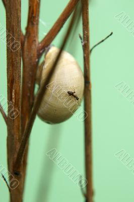 Snail and Ant