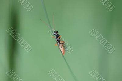 Wasp macro