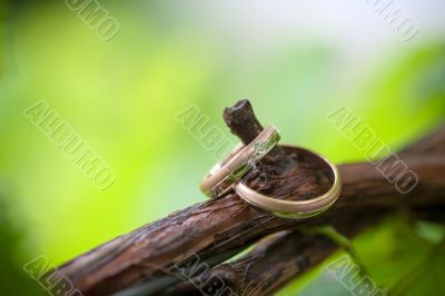 Two wedding rings on a vine branch