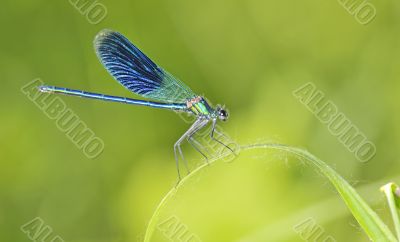 dragonfly on a blade of grass