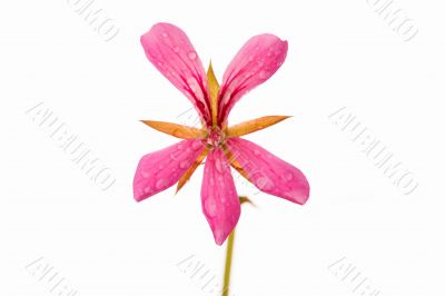 Pink geranium flower