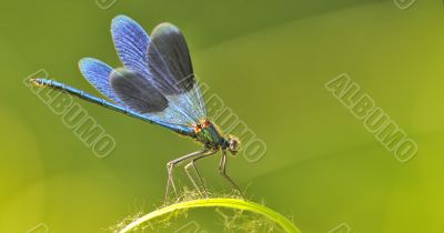dragon fly on a blade of grass