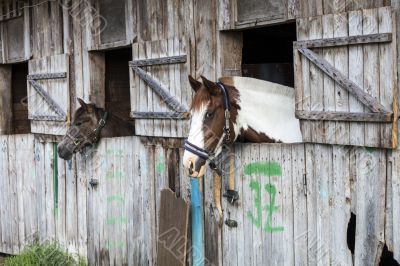 Two horses in stable