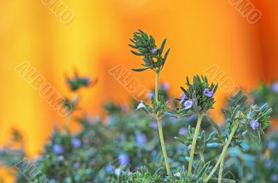 fresh green thyme herbs  isolated on a orange background