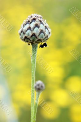 Bud and insect Bud and insect