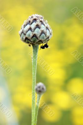 Bud and insect