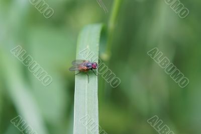 Fly macro