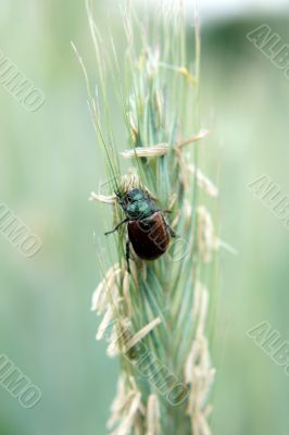 Garden chafer