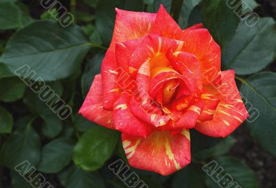 Beautiful blossoming rose against the green of the leaves