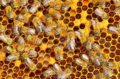 working bees on honey cells