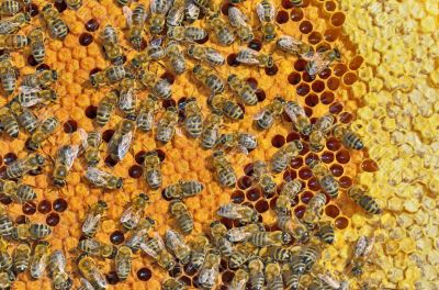 bees on honeycomb frame