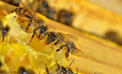 more bees on a honey cells