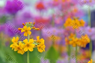 yellow spring flowers macro