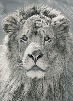 close up lion head