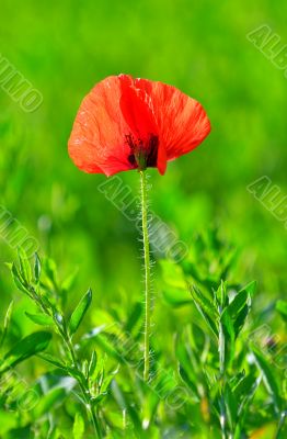 Red poppy (Papaver rhoeas) with out of focus field 