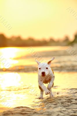 American Staffordshire terrier in sunset