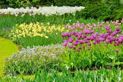 Tulips on field in spring time