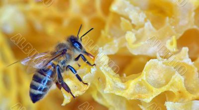 a bee on a honeycomb