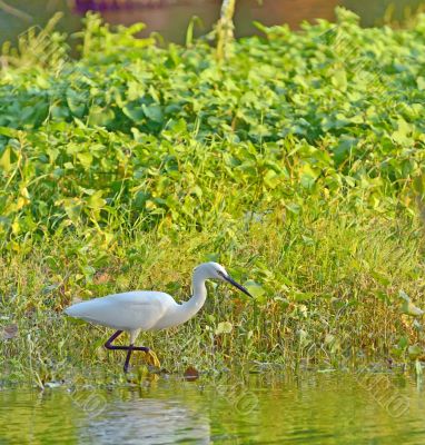 little egret (Egretta garzetta) little egret (Egretta garzetta)