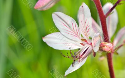 white flower with pistil