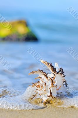 seashell on the beach seashell on the beach