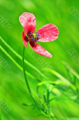pink flower pink flower