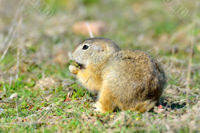 Prairie dog in green field